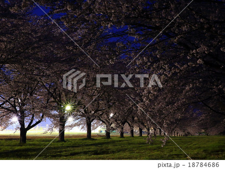 水沢競馬場の桜並木　夜桜 18784686
