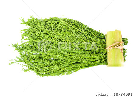 Acacia pennata vegetable isolated on white 18784991