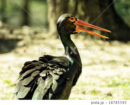 Black stork (Ciconia nigra), animal scene 18785595