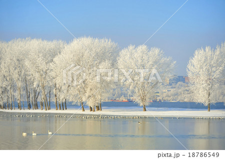 Frosty winter trees 18786549