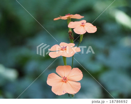 フシグロセンノウの花(群馬県渋川市) フシグロセンノウの花(群馬県渋川市) 18786692
