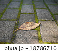 枯葉１ 18786710