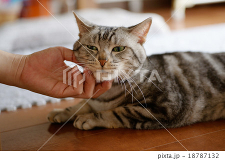 アメリカン・ショートヘア American Shorthair アメリカン・ショートヘア American Shorthair 18787132