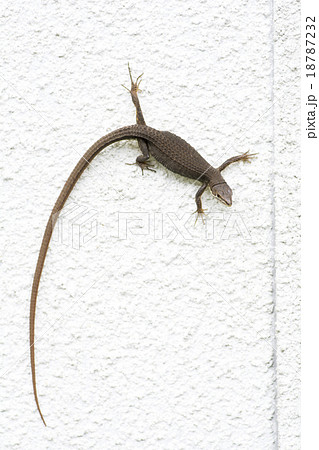 白い壁にいるカナヘビ 18787232