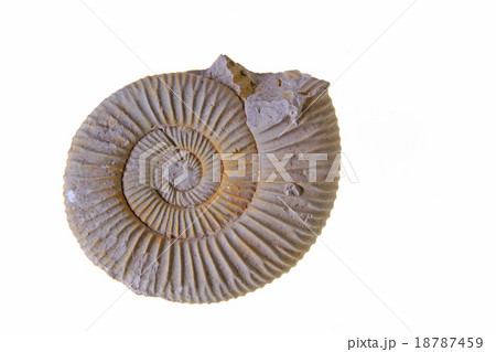 Ammonite 18787459