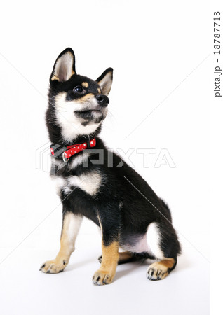 柴犬の子供 18787713