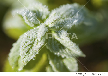 Mint covered with frost, close-up 18787762