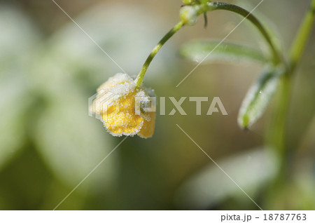 Yellow flower covered with frost 18787763