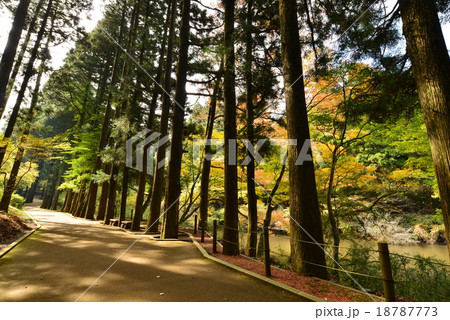 箱根の杉並木小道 18787773
