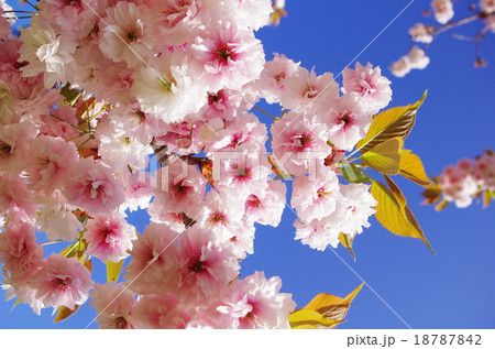 サクラ　普賢象 18787842