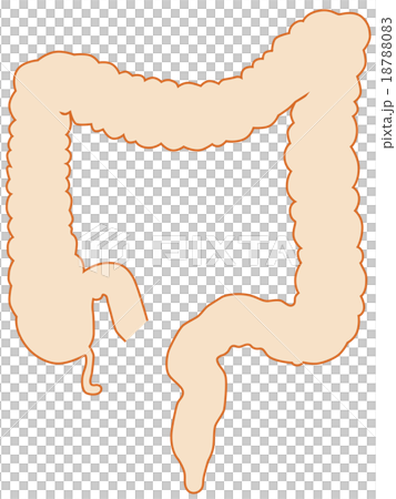 Colon Illustration - Stock Illustration [18788083] - PIXTA