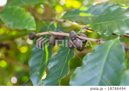 Coffee beans Coffee beans 18788494
