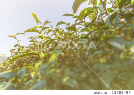 tea farm tea farm 18788497