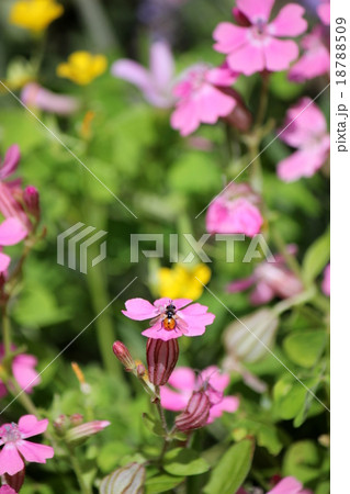 袋撫子 袋撫子 18788509