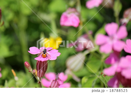 袋撫子 袋撫子 18788525