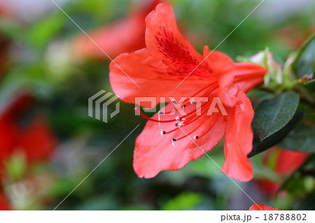 サキシマツツジの花 18788802