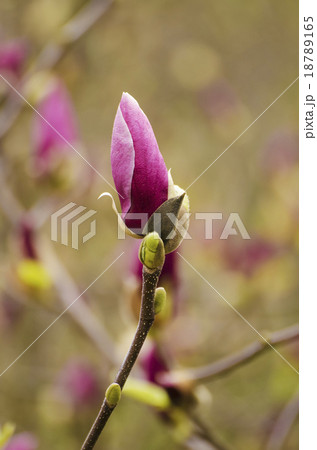 Magnolia flower bud 18789165