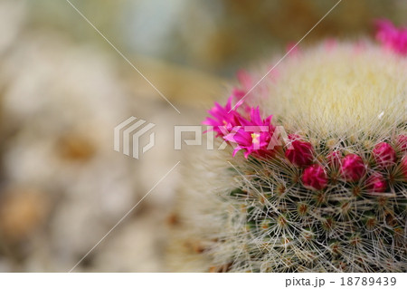 サボテンの花 マミラリア ピトカイエンシス 芳泉丸 の写真素材