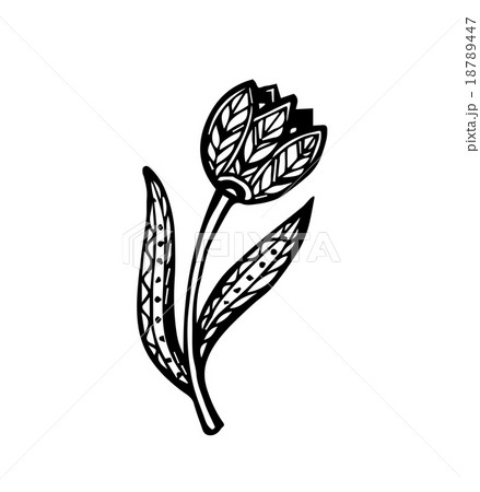 Vector of Tulip in zentangle style  18789447