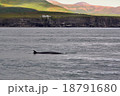 The orca,Iceland 18791680