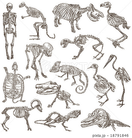 Bones And Skulls Of Different Animals Freehandsのイラスト素材