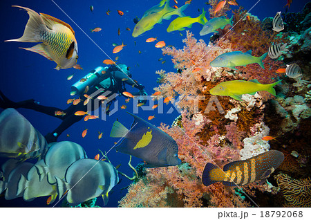 Colorful underwater reef with coral and sponges Colorful underwater reef with coral and sponges 18792068