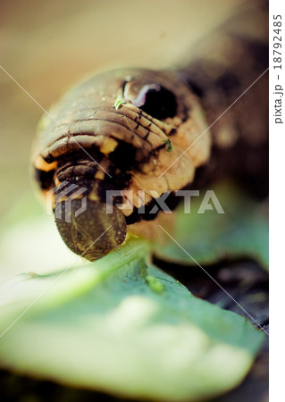 A black swallowtail larve on a celery stem A black swallowtail larve on a celery stem 18792485