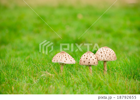 キノコイメージ 18792655
