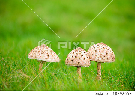 キノコイメージ 18792658