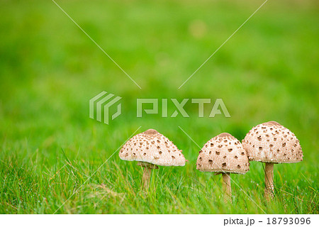 キノコ 18793096