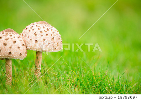 キノコのペア キノコのペア 18793097