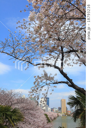 外濠桜 18793216