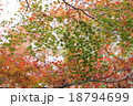 紅葉 18794699