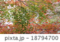 紅葉 18794700
