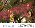 紅葉 18794701