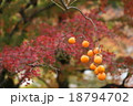 紅葉 18794702