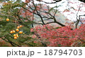 紅葉 18794703