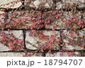 紅葉 18794707