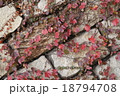 紅葉 18794708