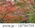 紅葉 18794709
