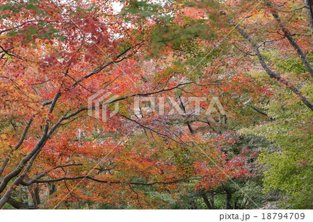 紅葉 紅葉 18794709