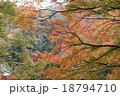 紅葉 18794710