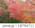 紅葉 18794711