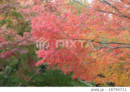 紅葉 18794711