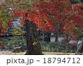 紅葉 18794712