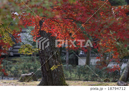 紅葉 18794712