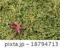 紅葉 18794713