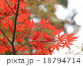 紅葉 18794714