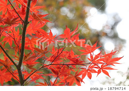 紅葉 18794714