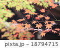紅葉 18794715